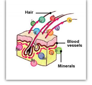 Hair analysis - Hair tissue mineral analisis - Budalab